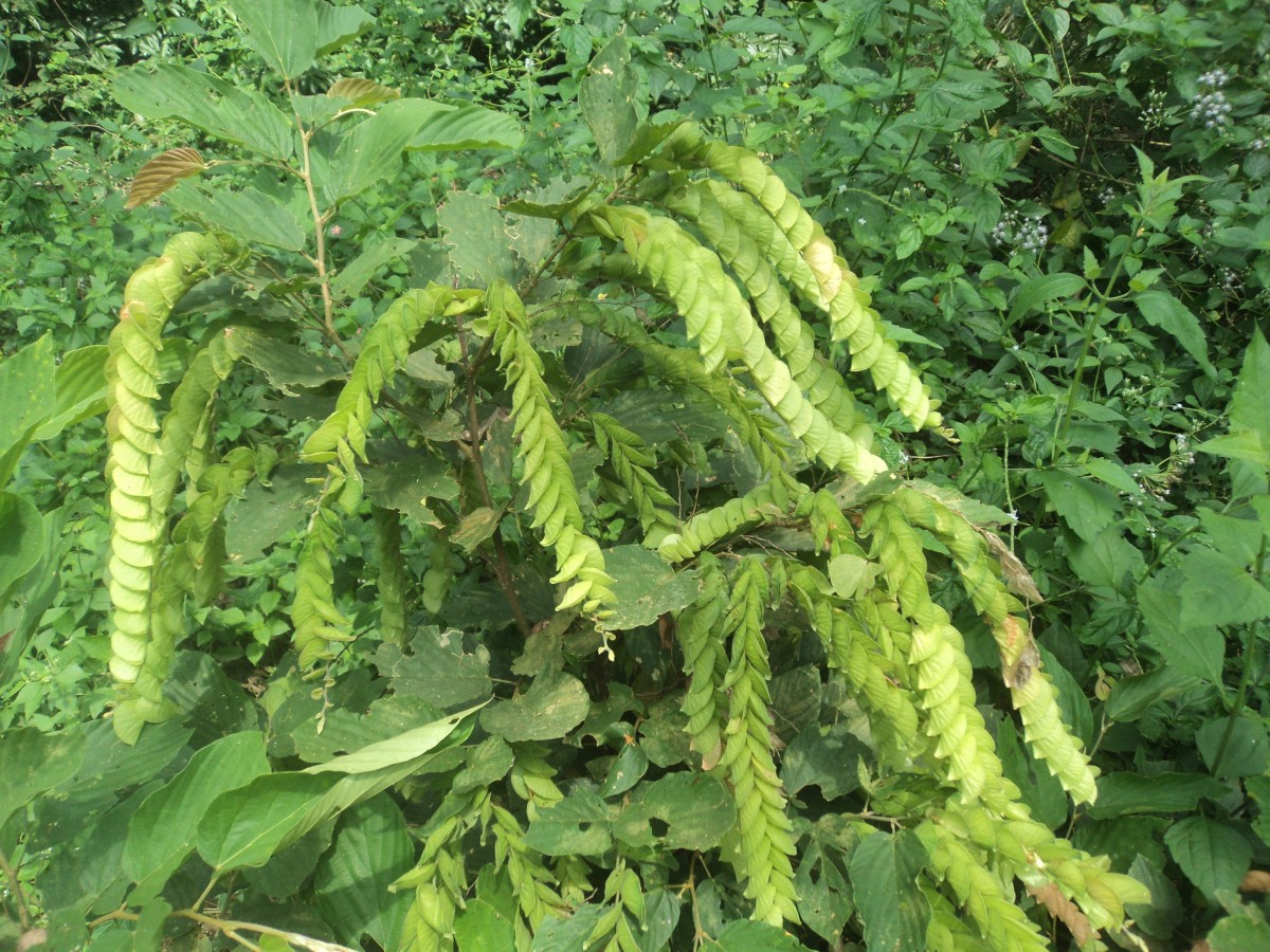 Flemingia strobilifera (L.) W.T.Aiton